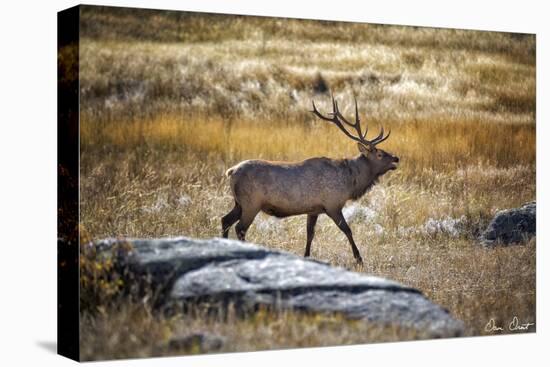 Elk Study II-David Drost-Stretched Canvas