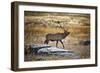 Elk Study II-David Drost-Framed Photographic Print