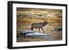 Elk Study II-David Drost-Framed Photographic Print