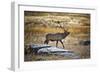 Elk Study II-David Drost-Framed Photographic Print