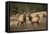 Elk Study IV-David Drost-Framed Stretched Canvas