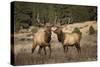 Elk Study IV-David Drost-Stretched Canvas