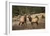 Elk Study IV-David Drost-Framed Photographic Print