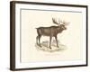 Elk Study-19th Century English School-Framed Giclee Print