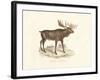 Elk Study-19th Century English School-Framed Giclee Print