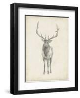 Elk Study-Ethan Harper-Framed Art Print