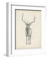 Elk Study-Ethan Harper-Framed Art Print