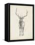 Elk Study-Ethan Harper-Framed Stretched Canvas