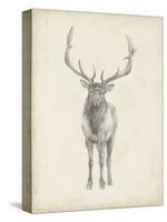 Elk Study-Ethan Harper-Stretched Canvas