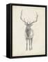 Elk Study-Ethan Harper-Framed Stretched Canvas