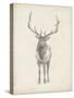 Elk Study-Ethan Harper-Stretched Canvas