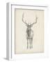 Elk Study-Ethan Harper-Framed Art Print