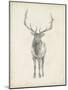 Elk Study-Ethan Harper-Mounted Art Print