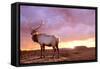 Elk Sunrise in Canyonland-Gordon Semmens-Framed Stretched Canvas