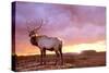 Elk Sunrise in Canyonland-Gordon Semmens-Stretched Canvas