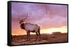 Elk Sunrise in Canyonland-Gordon Semmens-Framed Stretched Canvas