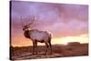 Elk Sunrise in Canyonland-Gordon Semmens-Stretched Canvas