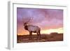 Elk Sunrise in Canyonland-Gordon Semmens-Framed Photographic Print