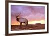 Elk Sunrise in Canyonland-Gordon Semmens-Framed Photographic Print