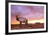 Elk Sunrise in Canyonland-Gordon Semmens-Framed Photographic Print