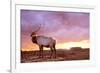 Elk Sunrise in Canyonland-Gordon Semmens-Framed Photographic Print