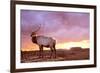 Elk Sunrise in Canyonland-Gordon Semmens-Framed Photographic Print