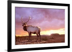 Elk Sunrise in Canyonland-Gordon Semmens-Framed Photographic Print