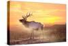 Elk Sunrise in the Badlands-Gordon Semmens-Stretched Canvas