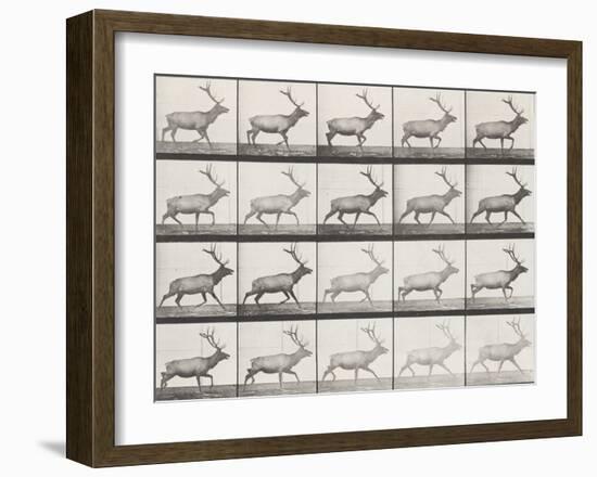 Elk Trotting-Eadweard Muybridge-Framed Giclee Print