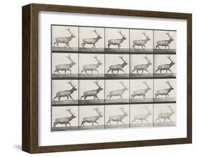 Elk Trotting-Eadweard Muybridge-Framed Giclee Print