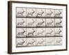 Elk Trotting-Eadweard Muybridge-Framed Giclee Print