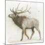 Elk v.2-James Wiens-Mounted Art Print