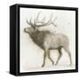 Elk v.2-James Wiens-Framed Stretched Canvas