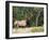 Elk (Wapiti), Jasper National Park, Alberta, Canada, North America-Jochen Schlenker-Framed Photographic Print