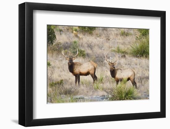 Elk Wildlife Near Sanderson in Chihuahuan Desert Mountains, Texas, USA-Larry Ditto-Framed Photographic Print
