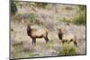 Elk Wildlife Near Sanderson in Chihuahuan Desert Mountains, Texas, USA-Larry Ditto-Mounted Photographic Print