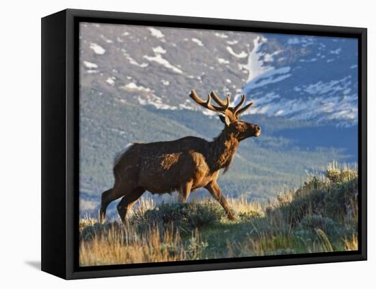 Elk with Velvet Covered Antlers, Rocky Mountain National Park, Colorado, USA-Larry Ditto-Framed Stretched Canvas