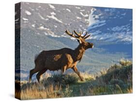 Elk with Velvet Covered Antlers, Rocky Mountain National Park, Colorado, USA-Larry Ditto-Stretched Canvas