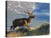 Elk with Velvet Covered Antlers, Rocky Mountain National Park, Colorado, USA-Larry Ditto-Stretched Canvas