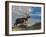 Elk with Velvet Covered Antlers, Rocky Mountain National Park, Colorado, USA-Larry Ditto-Framed Photographic Print