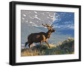 Elk with Velvet Covered Antlers, Rocky Mountain National Park, Colorado, USA-Larry Ditto-Framed Photographic Print