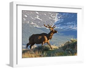 Elk with Velvet Covered Antlers, Rocky Mountain National Park, Colorado, USA-Larry Ditto-Framed Photographic Print