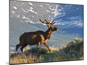 Elk with Velvet Covered Antlers, Rocky Mountain National Park, Colorado, USA-Larry Ditto-Mounted Photographic Print