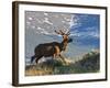 Elk with Velvet Covered Antlers, Rocky Mountain National Park, Colorado, USA-Larry Ditto-Framed Photographic Print