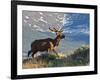 Elk with Velvet Covered Antlers, Rocky Mountain National Park, Colorado, USA-Larry Ditto-Framed Photographic Print