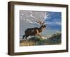 Elk with Velvet Covered Antlers, Rocky Mountain National Park, Colorado, USA-Larry Ditto-Framed Photographic Print