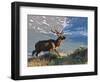 Elk with Velvet Covered Antlers, Rocky Mountain National Park, Colorado, USA-Larry Ditto-Framed Photographic Print