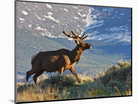 Elk with Velvet Covered Antlers, Rocky Mountain National Park, Colorado, USA-Larry Ditto-Mounted Photographic Print