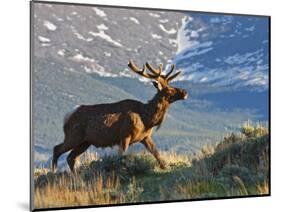 Elk with Velvet Covered Antlers, Rocky Mountain National Park, Colorado, USA-Larry Ditto-Mounted Photographic Print