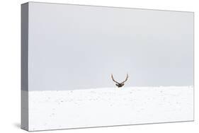 Elk-Trent Foltz-Stretched Canvas